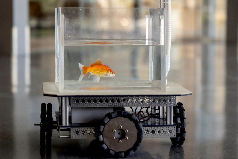 Image: Goldfish drives robotic vehicle on land at Ben-Gurion University, in Beersheba