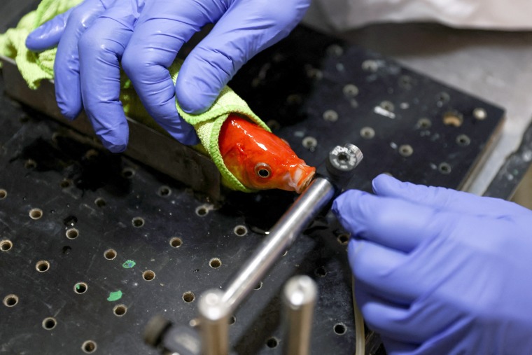 Image: Goldfish drives robotic vehicle on land at Ben-Gurion University, in Beersheba