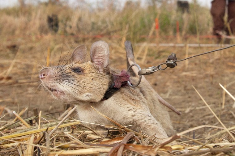 Image: Landmine Detecting Rat Receives Gold Medal For Animal Bravery