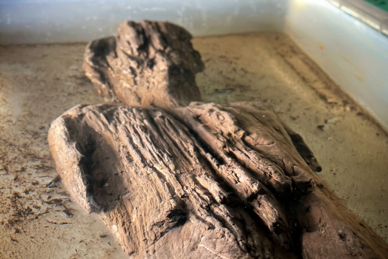 A carved wooden figure from the early Roman era was unearthed in a waterlogged ditch in Buckinghamshire, England.