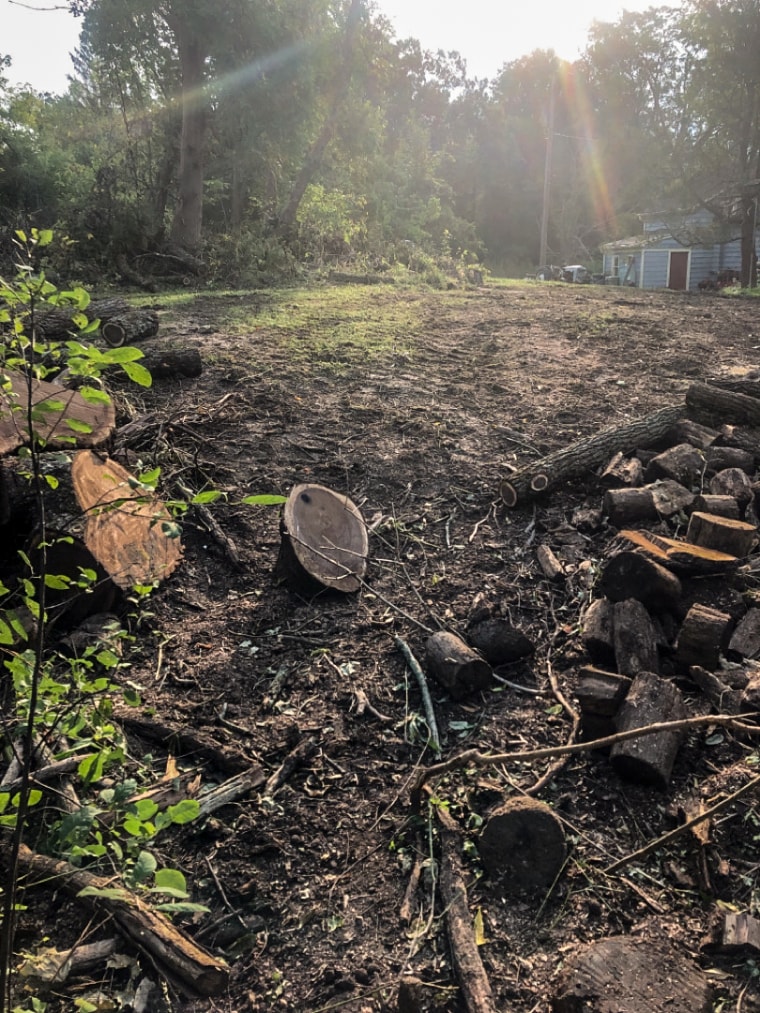 An illegally felled black walnut tree.