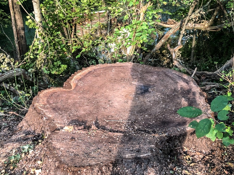 An illegally felled black walnut tree.