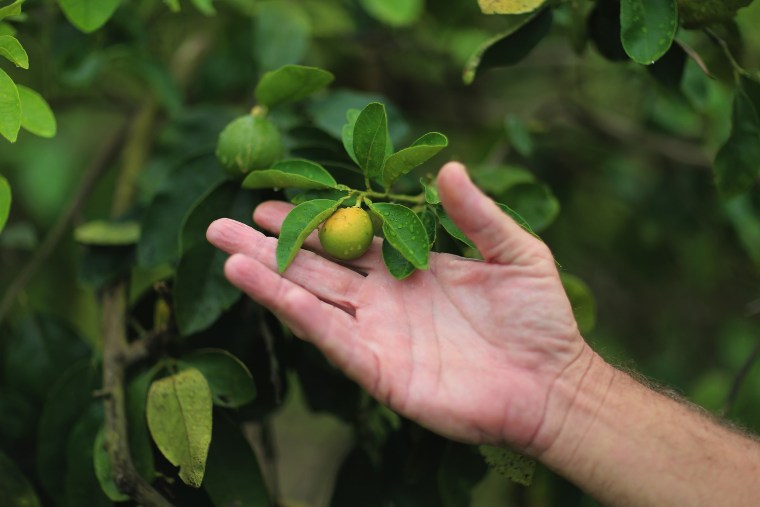 Image: Citrus Greening Diseases Threatens Florida's Orange Industry