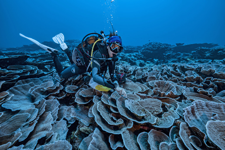 A researcher for the French National Centre for Scientific Research studies corals in the waters off the coast of Tahiti of the French Polynesia in December 2021.