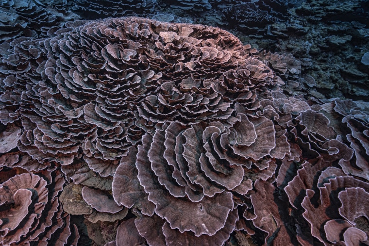 Corals shaped like roses in the waters off the coast of Tahiti of the French Polynesia in December 2021.