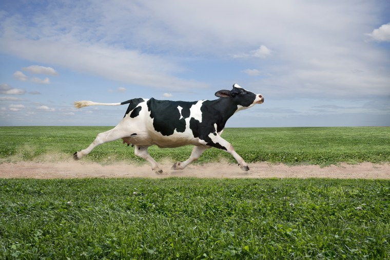 Image: Cow running on dirt path in crop field