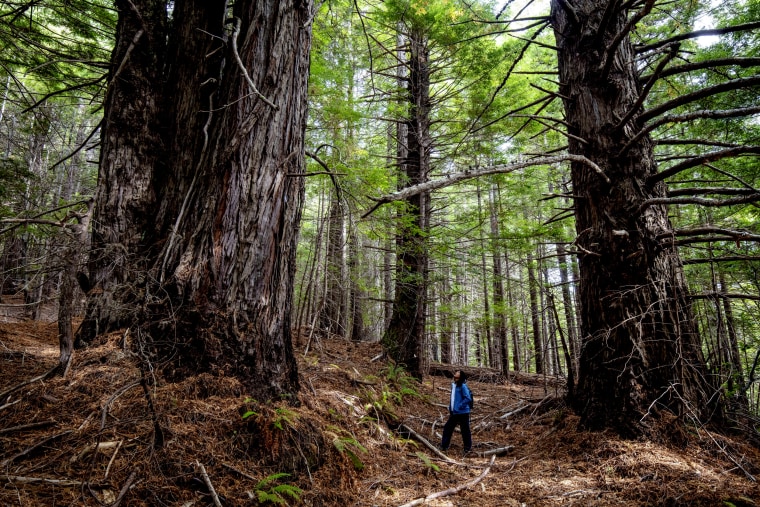 More than 500 acres of redwood forestland in Mendocino County, Calif., is being transferred to the InterTribal Sinkyone Wilderness Council for lasting protection and ongoing stewardship.
