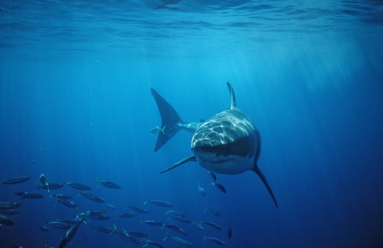 Image: Great White Shark, Carcharodon carcharias, USA, California, Pacific Ocean, Farallon Island, San Francisco Bay