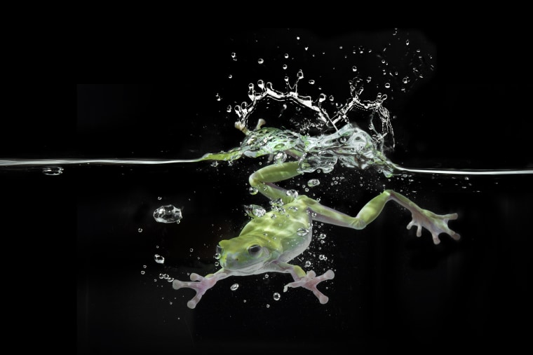Frog diving underwater in Indonesia