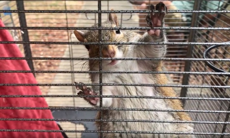 Mickey Paulk kept an "attack squirrel" inside his apartment and fed the squirrel meth to keep it aggressive, according to the sheriff's office.