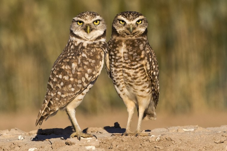 Image: Burrowing Owls, Athene cunicularia, Salton Sea, California, USA