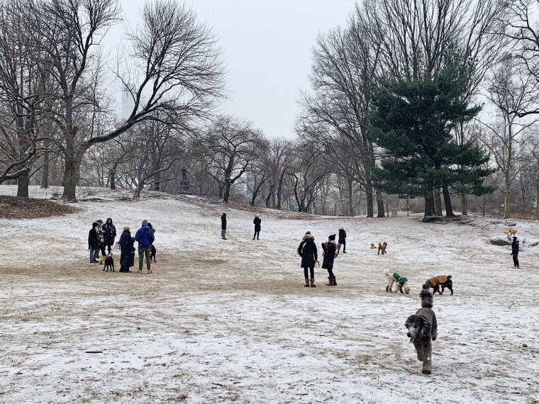 A light snow falls in New York's Central Park on Jan. 28, 2022.