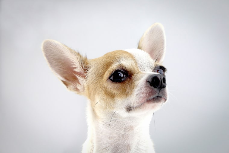 Close-Up Portrait Of Dog Against White Background