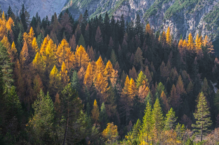 European larch trees and spruces in coniferous woodland on mountain slope showing autumn colours in the fall.