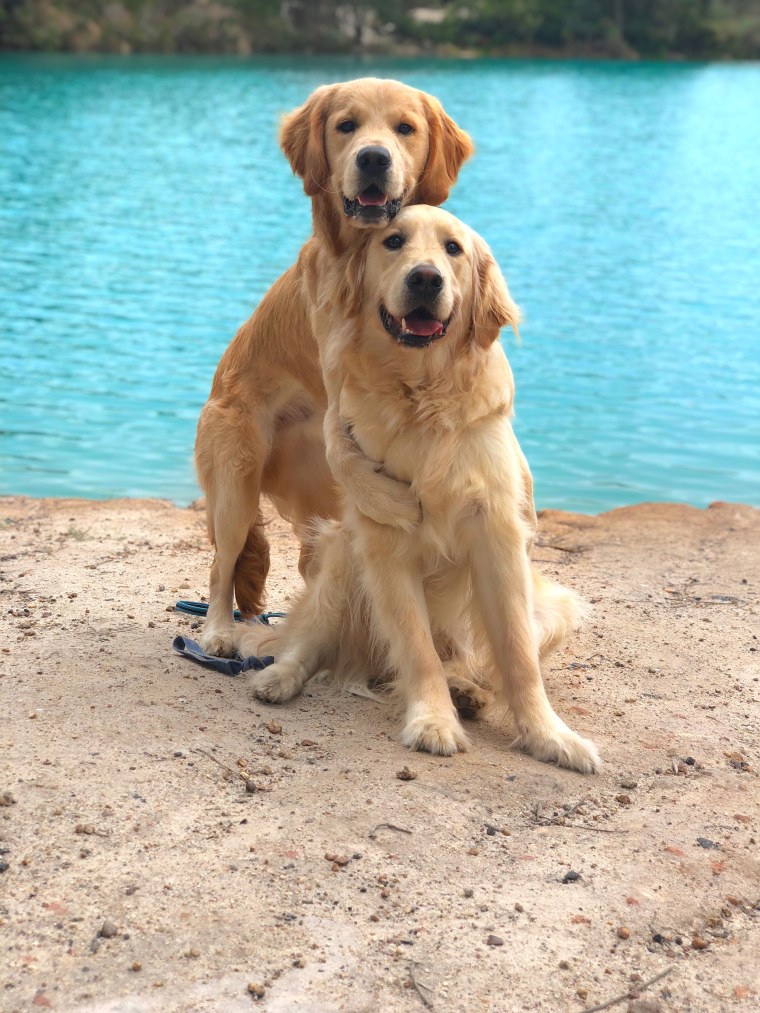 Kylo and Vader enjoy hugging in beautiful areas around Australia. “The best thing about golden retrievers is that they don't know anything about personal space, so they're always there, they're always cuddly, they're always snuggly,” their owner, Kieran Lehane, told TODAY.