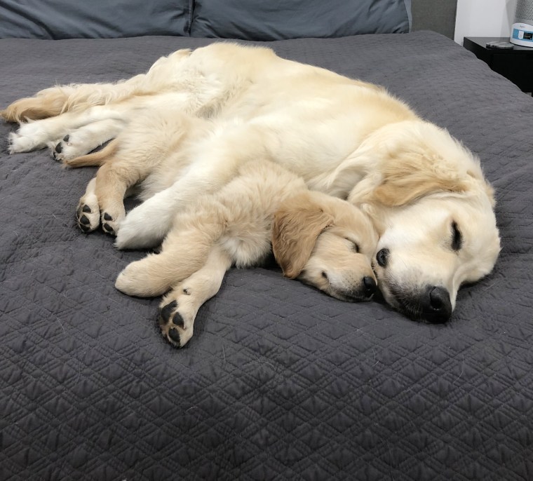 As a puppy, Vader instantly loved his big “brother,” Kylo – who loved him right back. 