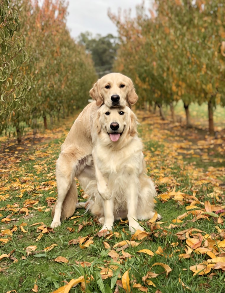  Kieran Lehane only uses positive training methods — such as offering a treat as a reward — with his beloved dogs, Kylo and Vader.