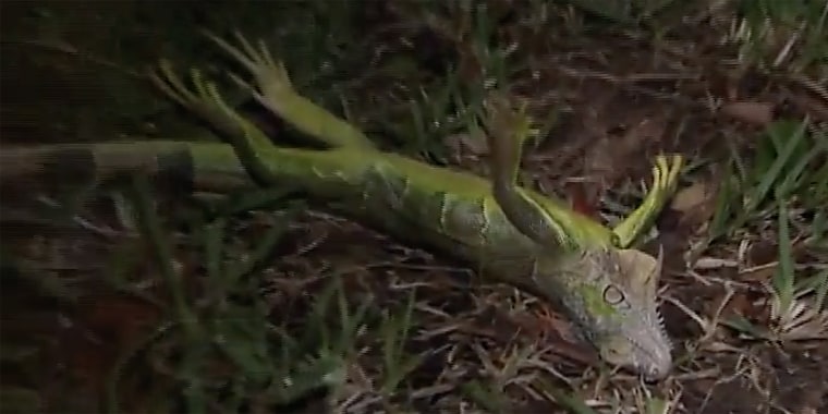 Don't worry! Frozen iguanas are usually back up and at 'em when temps start to rise again.