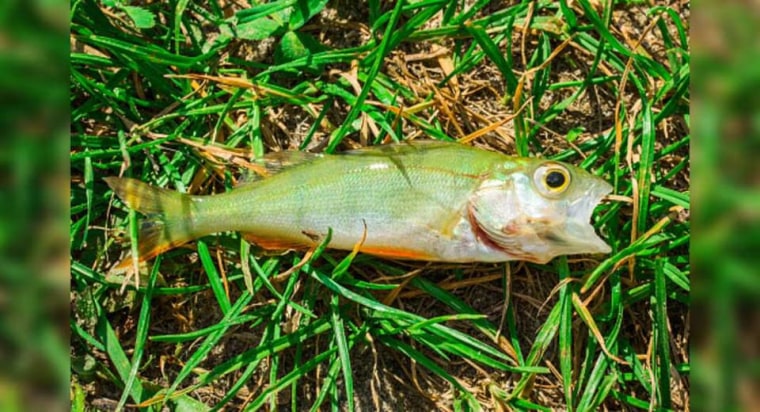 Un pequeño pez en el suelo, en una foto compartida en Facebook por la ciudad de Texarkana, Texas, al anunciar la "lluvia de peces" el 29 d diciembre.