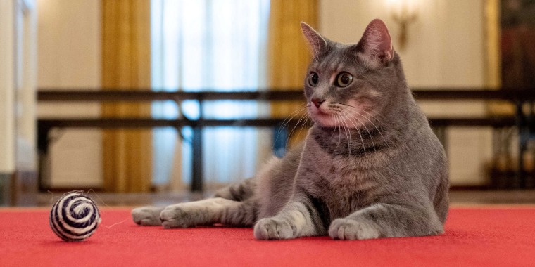 Willow is the first cat in the White House since the George W. Bush administration.