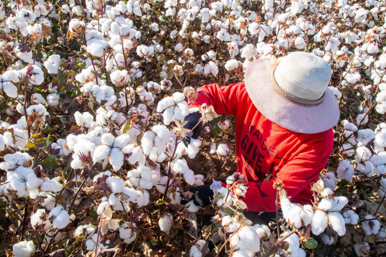 A farmer picks cotton in the field in Hami in northwest China's Xinjiang Region on Oct. 9, 2020.