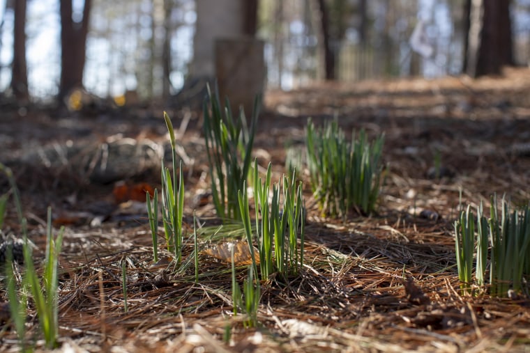 Daffodils grow in clusters at the Macedonia African Methodist Church Cemetery. According to Kirk Canaday, daffodils are often found at older African American cemeteries because they were used to mark gravesites that did not have traditional headstones.