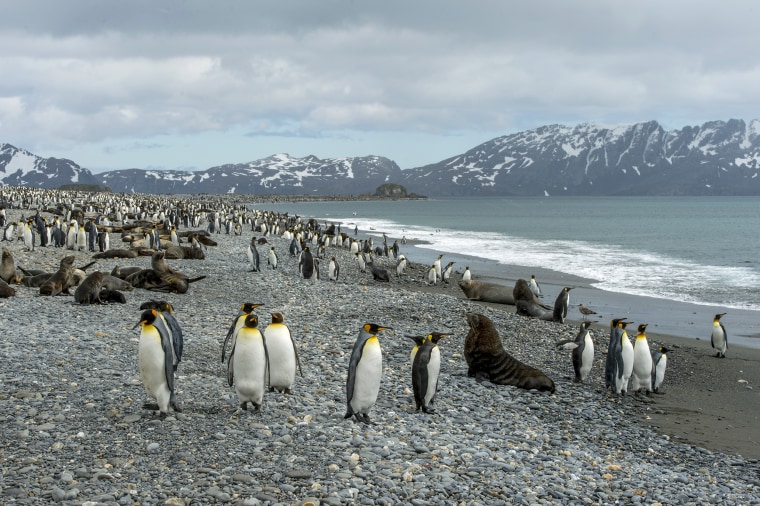 Antarctic fur seals and king penguins on a beach at Salisbury Plain on South Georgia Island near the South Sandwich Islands, the location of the series of earthquakes in August. 