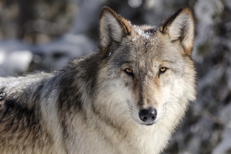 Image: Gray wolf