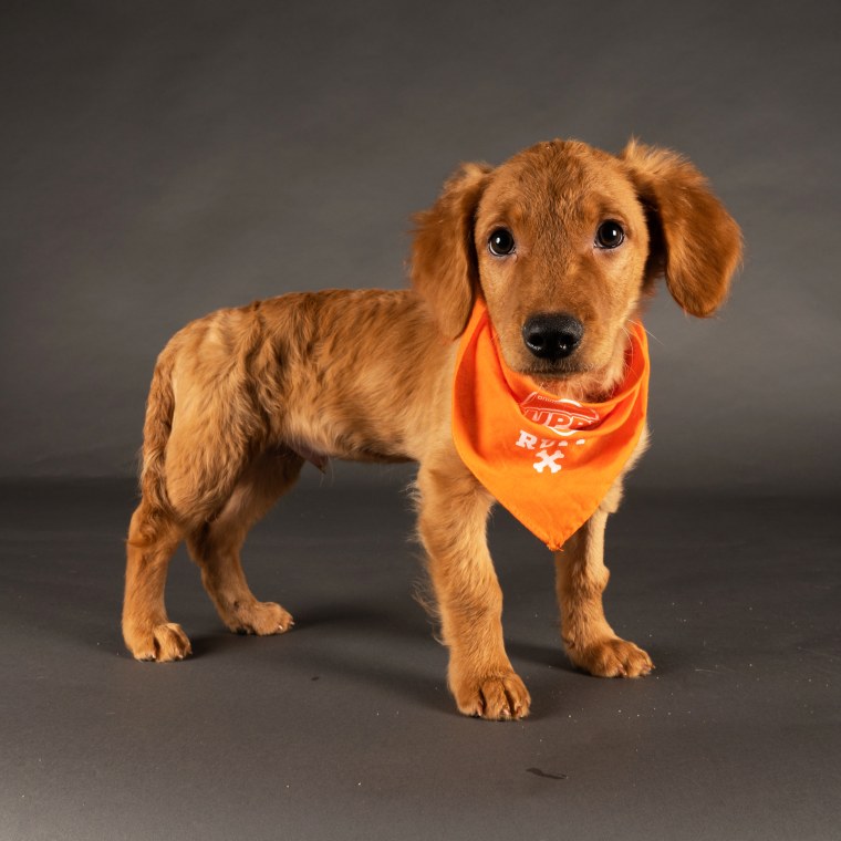 Puppy Bowl contestant Brady from The Sato Project is playing for Team Ruff.