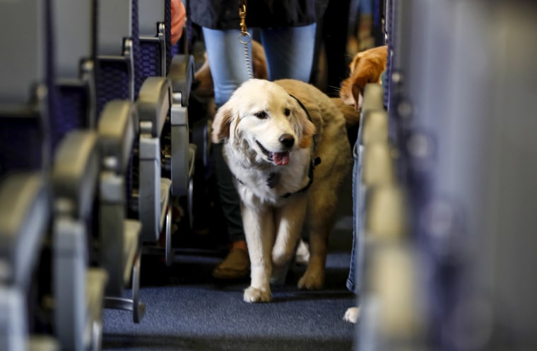 A service dog strolls through the isle inside a United Airlines plane at Newark Liberty International Airport in Newark, N.J., while taking part in a training exercise, on April 1, 2017.