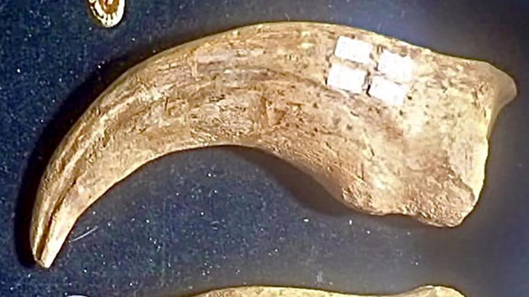 A dinosaur claw worth an estimated $25,000 was stolen from the Tucson Gem and Mineral Show. 
