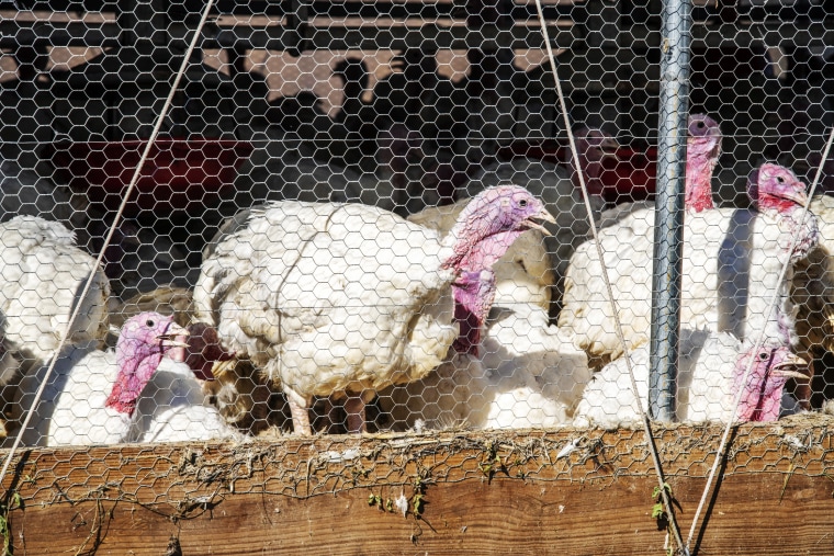Turkeys gathered in their pen