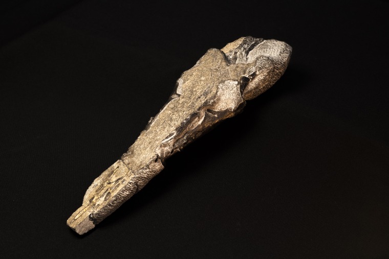 The researchers used CT scans of the pterosaur's skull, pictured here, to study the shape of its brain.