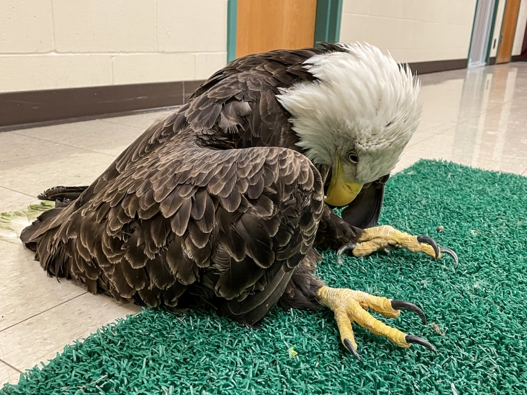 Lead-poisoned bald eagle admitted to The Raptor Center in Minnesota.