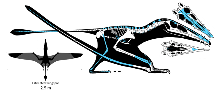 Skye pterosaur skeleton diagram.