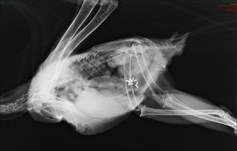 Radiograph of a bald eagle post-mortem that ingested lead fragments.