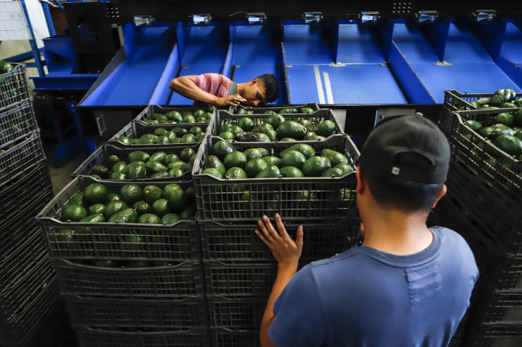 Image: A worker selects avocados at a packing plant in Uruapan, Mexico, on Feb. 16, 2022.