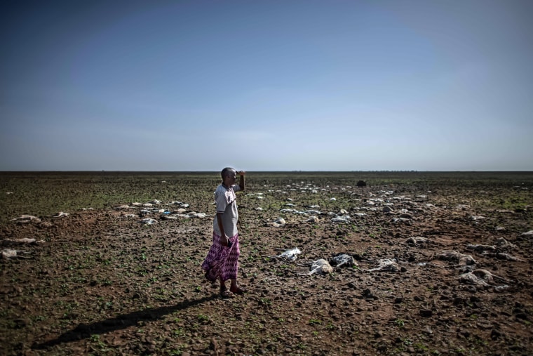 Image: A pastoralist from the local Gabra community looks out at a field strewn with sheep and goat carcasses on the outskirts of a small settlement called 'kambi ya nyoka' (snake camp) suspected to have succumbed due to sudden change in climate in Marsabit county Jan. 29, 2022.