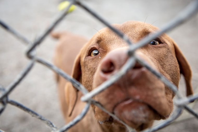  Canine CellMates pulls dogs from overcrowded shelters and after they’re trained and ready for adoption, works to find each one the perfect home.