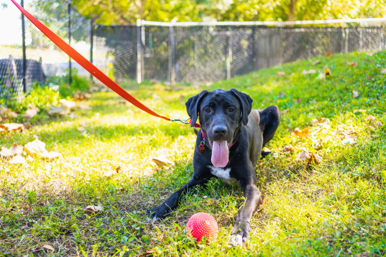 Canine CellMates focuses on providing opportunities for personal growth for repeat offenders — both inside jail and with its out-of-custody program Beyond the Bars — through training shelter dogs.