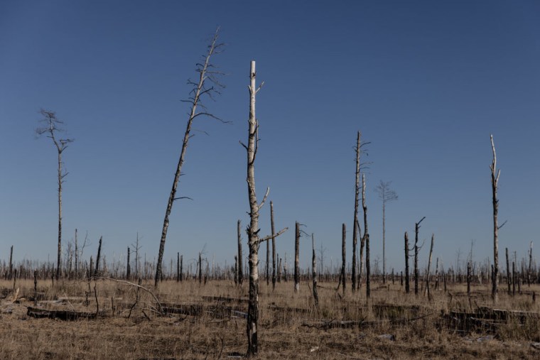 Árboles quemados en la zona de Chernobyl cerca del paso fronterizo entre Ucrania y Bielorrusia el 13 de febrero de 2022.