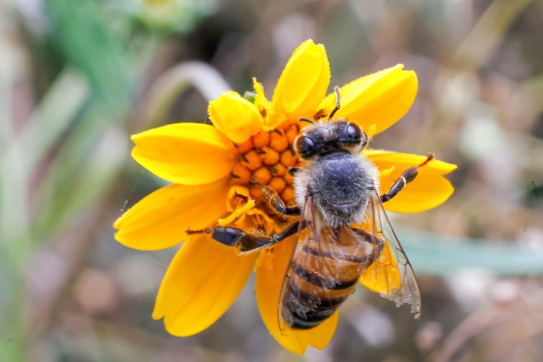The nationwide loss of bee populations is causing serious concerns with the agricultural industry.
