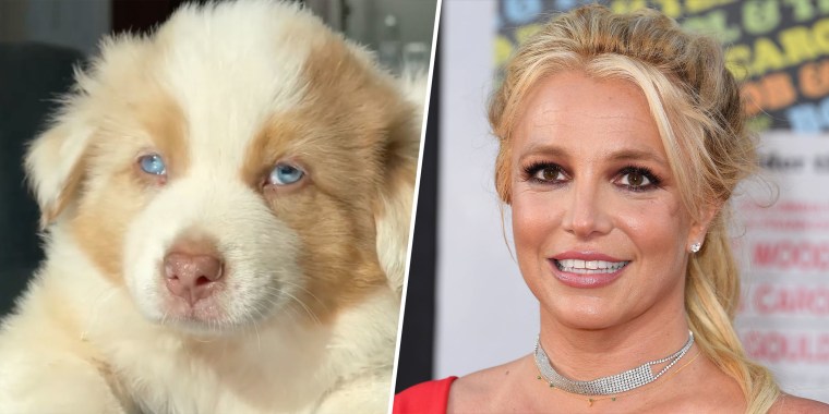 Britney Spears has a new Australian shepherd named Sawyer.
