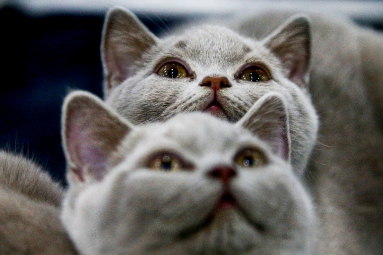 Cats are seen during the international cat show "Catsburg" in Moscow on March 2, 2019.