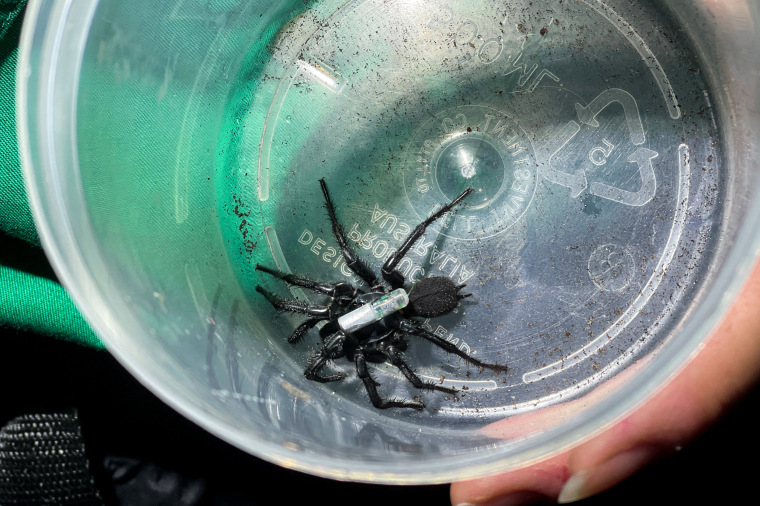 A male Sydney funnel-web spider with a telemetry tracker attached waits in a container to be released back into the bushland by Caitlin Creak, PhD candidate from the School of Biological Earth and Environmental Sciences at the University of New South Wales, in Sydney on Feb. 18, 2022.
