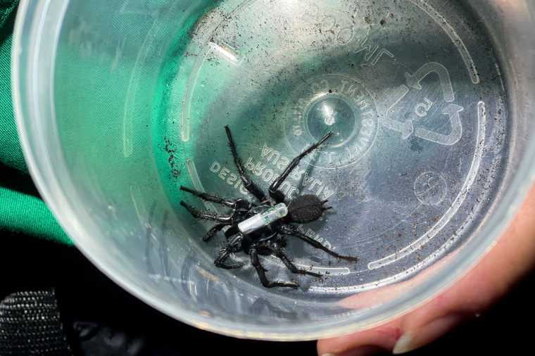 Scientist uses tiny trackers to keep tabs on funnel-web spiders