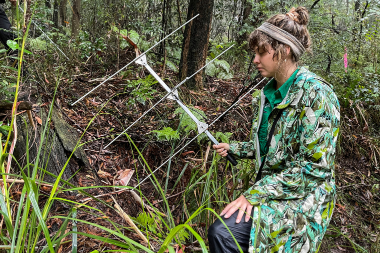 Caitlin Creak, PhD candidate from the School of Biological Earth and Environmental Sciences at the University of New South Wales, holds an antenna as she searches for a male Sydney funnel-web spider with a telemetry tracker attached in Sydney on Feb. 22, 2022.