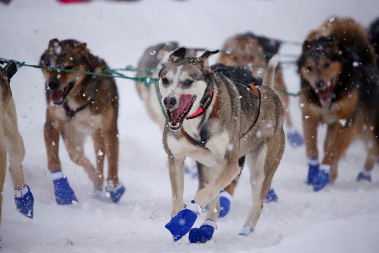 Riley Dyche’s dog team during the ceremonial start of the 50th Iditarod Trail Sled Dog Race in Anchorage, Alaska, on March 5, 2022.