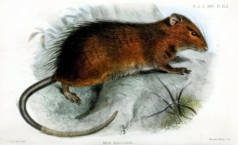 Maclear's rat (Rattus macleari) is an extinct large rat endemic to Christmas Island in the Indian Ocean.