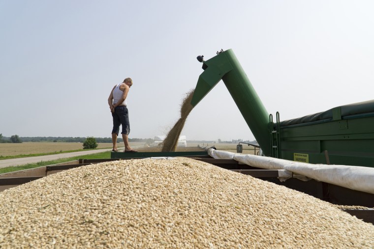 Immagine: un lavoratore dirige l'incanalamento del grano in un rimorchio durante il raccolto estivo in una fattoria a Varva, in Ucraina, il 26 luglio 2016.